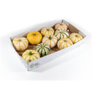 Cucurbita  Lil-Pump-ke-mon-gelb weiß