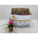 Tillandsia cyanea "Josee"