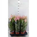 Astilbe japonica 'Europa' rosa
