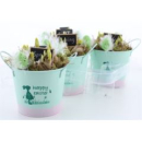 Narcissus Topf "Happy Easter"