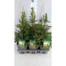 Picea abies