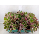 Kalanchoe "Variegata Multico"