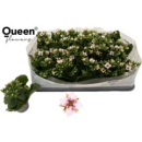 Mini Kalanchoe weiß-rot ungefüllt