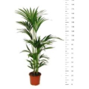 Howea forsteriana 5pp