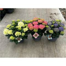Hydrangea Schale pink