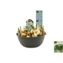 XL Schale Narcissus "Silver Chimes"