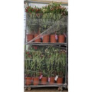 Nerium oleander