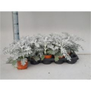 Senecio maritima