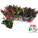 Chrysanthemum  gemischt