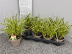 Carex morrowii