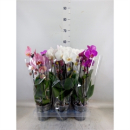 Phalaenopsis "Cascade" gemischt