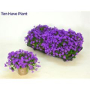 Campanula porten. blau