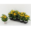 Capsicum annuum gelb