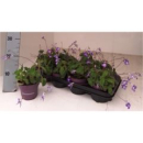 Streptocarpus saxorum