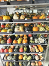 Cucurbita Mix