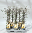 Corokia cotoneaster