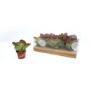 Kalanchoe thyrsiflora
