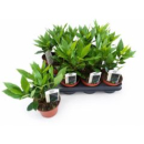 Laurus nobilis