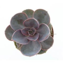 Echeveria 'Perle von Nurnberg'