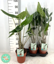 Alocasia zebrina