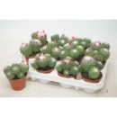 Mammillaria polythele 'Toluca'