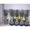 Cytisus praecox gemischt