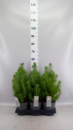 Pinus pinea 'Silver Crest'