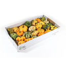 Cucurbita gemischt