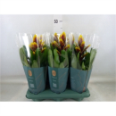 Vriesea rot-gelb