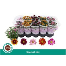 Chrysanthemum  gemischt
