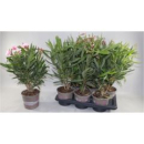 Nerium oleander Mix