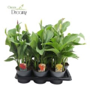 Canna 'Cannova' gemischt