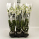 Phalaenopsis 4 Rispen weiß