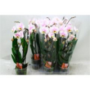 Phalaenopsis "Cascade" rosa