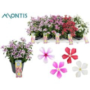 Catharanthus ros. 'Soiree' gemischt