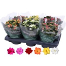 Kalanchoe gefüllt Mix