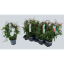 Jasminum polyanthum Bögen