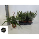 Microsorum divers. Ampel