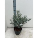 Eucalyptus gunnii 'Blue Ice'