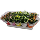 Kalanchoe  gefüllt Mix