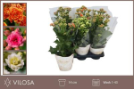 Kalanchoe "Sunny" Mix