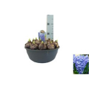 XL Schale Hyacinthus blau