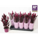 Celosia spic. 'Mystic Shades'