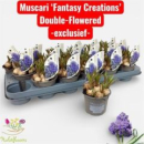 Muscari 'Fantasy Creation'