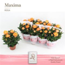 Rosen 'Infinity' orange