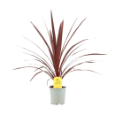 Cordyline "Red Star"