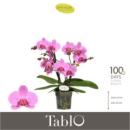 Phalaenopsis "Tablo" 2 Rispen pink