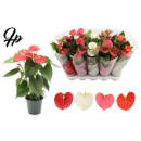 Anthurium gemischt