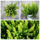 Erica arborea "Alpina"