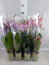 Phalaenopsis midi 2 Rispen Mix
